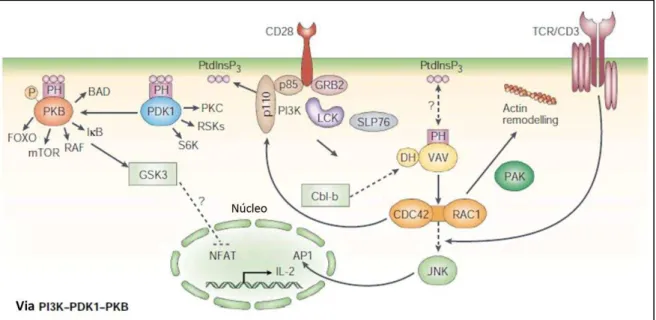 Figura 6: Via de sinalização do CD28, envolvendo o PI3K. A ativação da via gera a formação de  vários  fatores  de  transcrição  envolvidos  em  múltiplas  vias  celulares