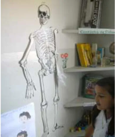 Figura 5: Esqueleto humano exposto no Cantinho de Ciências.  Fonte: O autor (2009) 