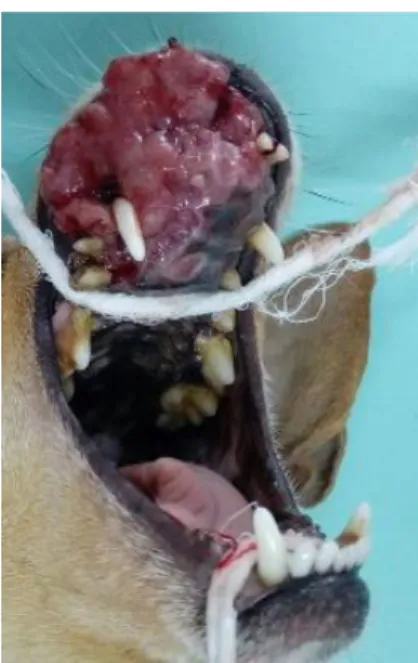Figura 1 - Aumento de volume na região rostral da maxila  no antímero direito do cão. Fonte: Centro Veterinário de  Itajubá – FEPI 