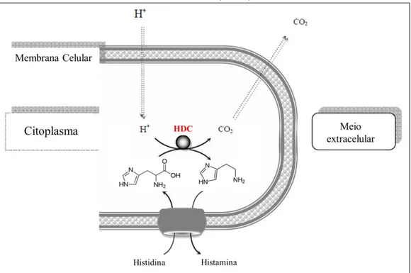Figura  1  –  Reação  de  descarboxilação  do  aminoácido  histidina,  pela  ação  da  enzima bacteriana histidina descarboxilase (HDC)