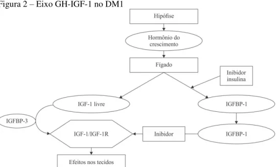 Figura 2  –  Eixo GH-IGF-1 no DM1 