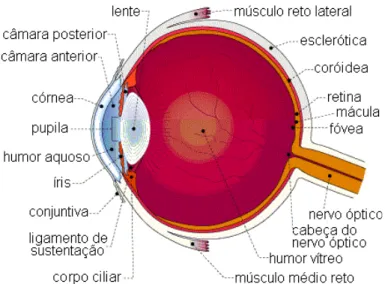 Figura 1: Diagrama do olho humano