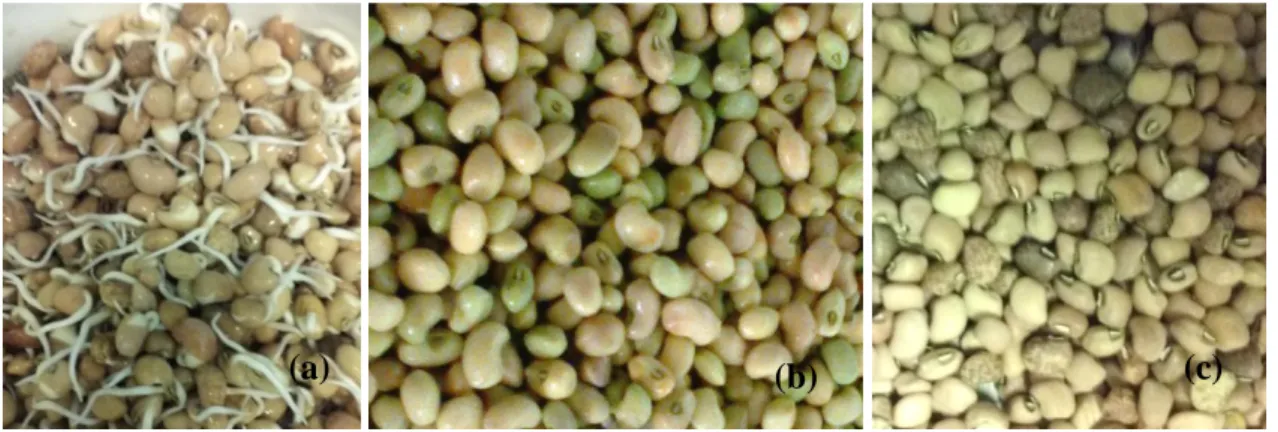 Figura  3.  Sementes  da  espécie  Vigna  unguiculata  L.  nos  diferentes  estados:  (a)  sementes germinadas, (b) sementes in natura e (c) sementes secas