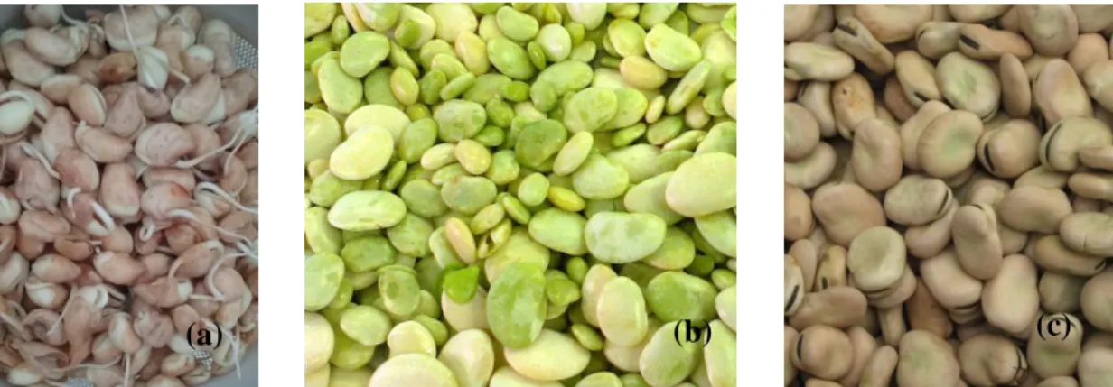 Figura  4.  Sementes  da  espécie  Vicia  faba  L.  nos  diferentes  estados:  (a)  sementes  germinadas, (b) sementes in natura e (c) sementes secas