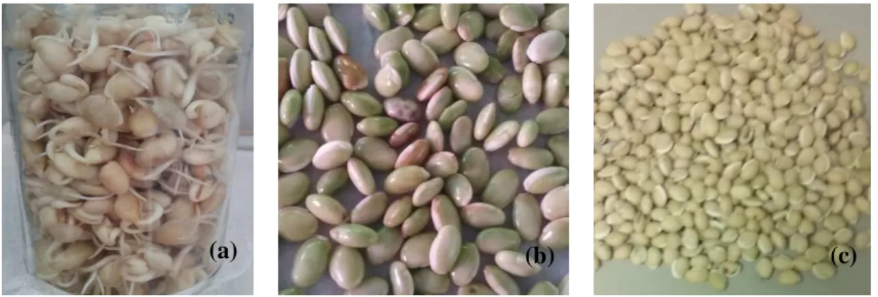Figura 6. Sementes da espécie Phaseolus lunatus L. nos diferentes estados: (a) sementes  germinadas, (b) sementes in natura e (c) sementes secas