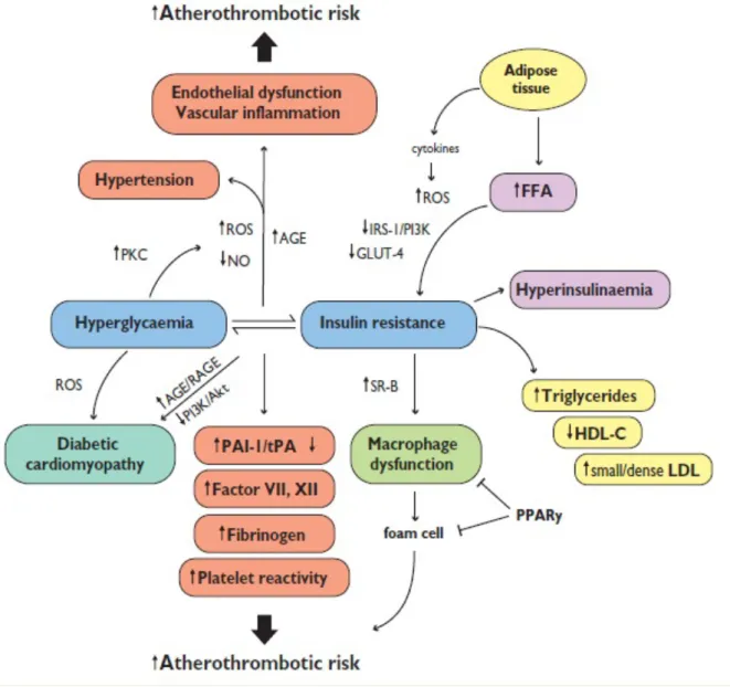 Figura 2: Mecanismos Fisiopatológicos (adaptado com permissão de ESC Guidelines) 