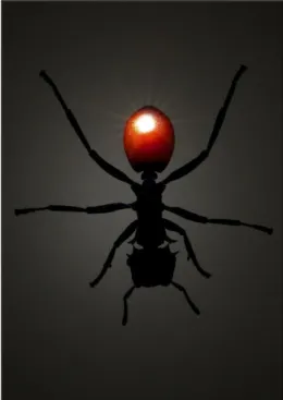 Figura  60:  O  abdómen  lustroso  da  formiga,  tornado  brilhante  e  vermelho  por  um  parasita  libertado  nas  fezes  dos  pássaros,  reflete  a  luz  conspicuamente para atrair os pássaros que se  alimentam de formigas.