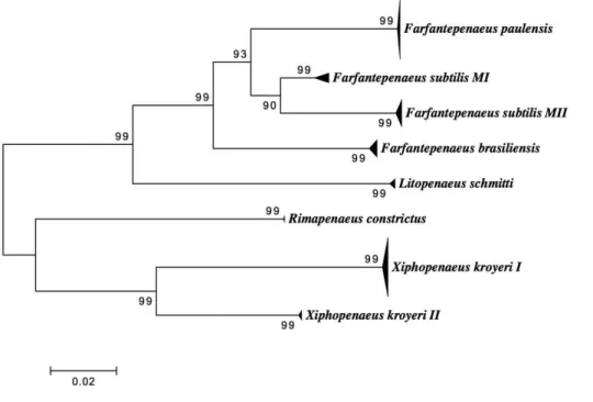 Figura 2.2: Árvore Neighbor Joining utilizando Kimura-2-parameters com 104 sequências  COI obtidas para seis espécies nominais de camarão