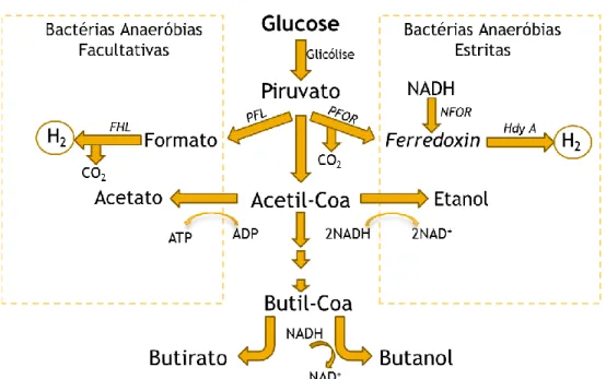 Figura 1.2 - Via metabólica de bactérias fermentativas anaeróbias estritas e facultativas (esquema  adaptado de (Zhang et al., 2011)) 