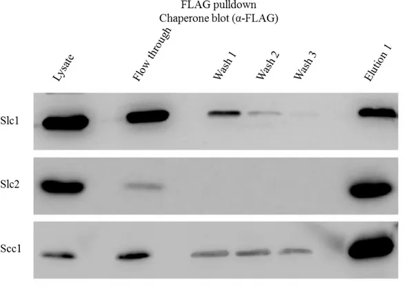 Figure 5: Co-imunoprecipitation, M2 affinity gel, α-FLAG. 