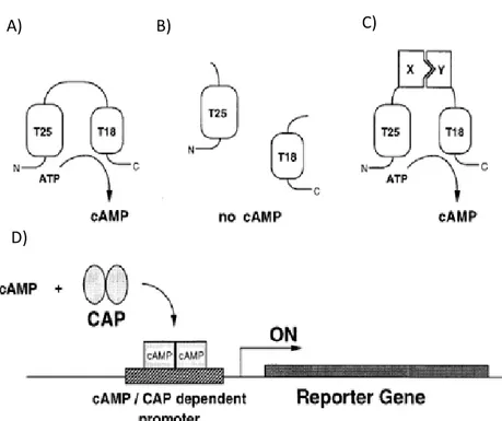 Figure  6:  Schematic  of  principle  of  an  E.  coli  two-hybrid  system  based  on  functional  complementation of CyaA fragments