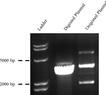 Figure 7: Analyzes of pUT18C digestion to confirm the functionality of KpnI. 
