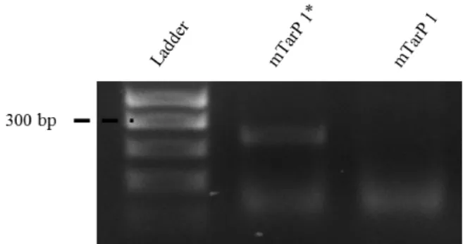 Figure 8: mTarP 1 confirmation in E. coli Top10.  