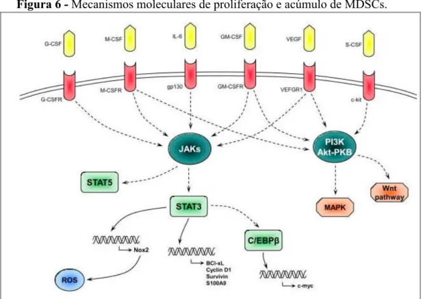 Figura 7 - Mecanismos moleculares de ativação de MDSCs. 
