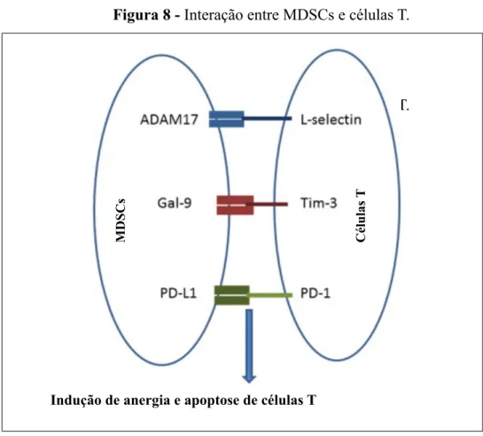 Figura 8 - Interação entre MDSCs e células T. 