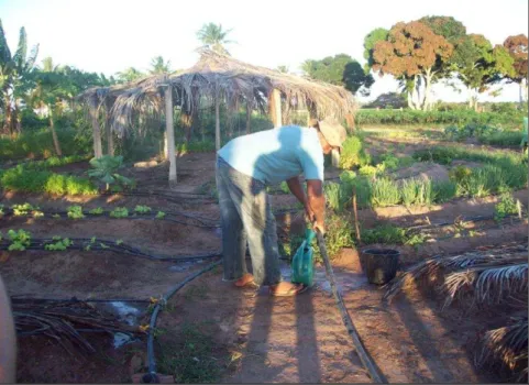 Foto  2  –  Agricultor  trabalhando  em  sua  Mandala  no  Assentamento  Quilombo dos Palmares II