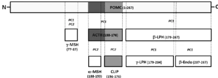 Figura 4 – A proopiomelonocortina (POMC) e alguns de  seus peptides, incluindo o ACTH e o CLIP