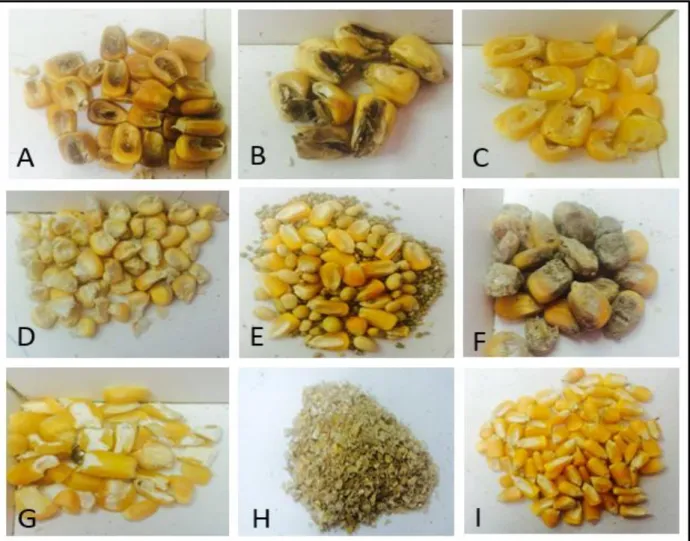 Figura 4 - Principais defeitos encontrados no grão de milho: (A) Ardidos; (B) Brotados; (C)  Carunchados; (D) Chochos; (E) Contaminados; (F) Mofados; (G) Quebrado e (H) Impurezas e  (I) Milho Sadio (Fonte: Próprio Autor)