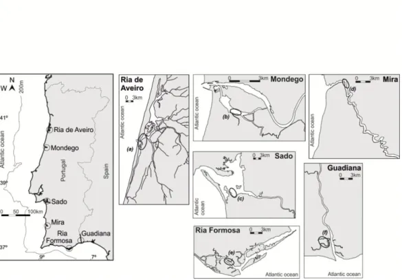 Fig. 1. Map of Portuguese coast with localization of sampled nursery areas in six estuaries: (a) Barra Sul in Ria de Aveiro, (b) Sul in  Mondego, (c) Carrasqueira in Sado, (d) Jusante in Mira, (e) Barra in Ria Formosa and (f) Esteiro Norte in Guadiana