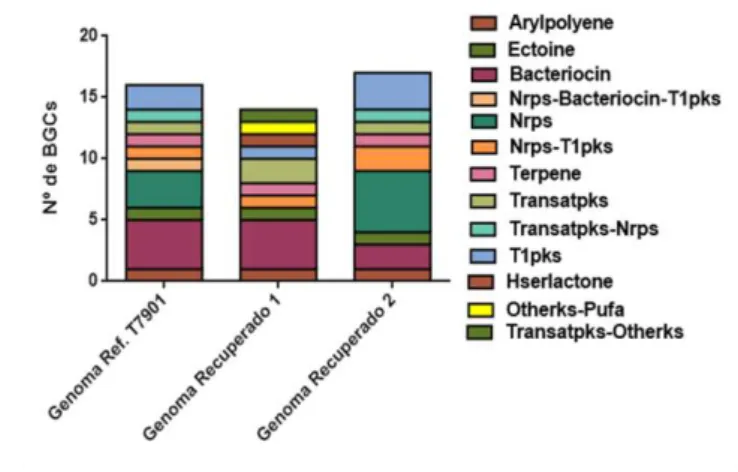 Figura  8.  Análise  dos  agrupamentos  de  genes  biossintéticos  dos  genomas  recuperados  1  e  2,  e  do  genoma  de  referência  Terednibacter Turnerae