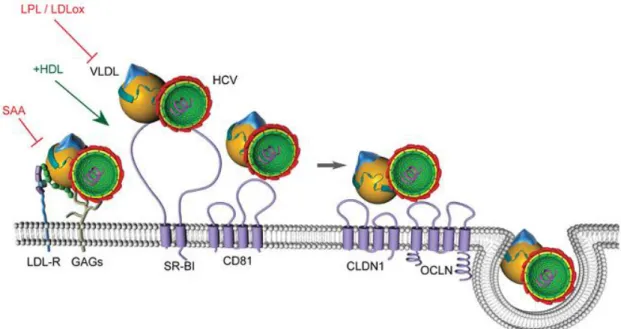 Figura  2  Modelo  da  entrada  do  VHC  no  hepatócito.  A  fixação  inicial  à  célula  hospedeira  pode  envolver  glicosaminoglicanos  (GAG)
