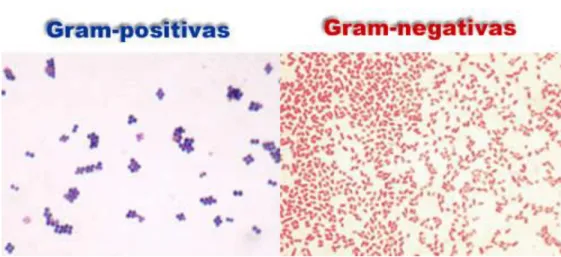 Figura 1 - Descrição de bactéria gram-positiva e negativa 