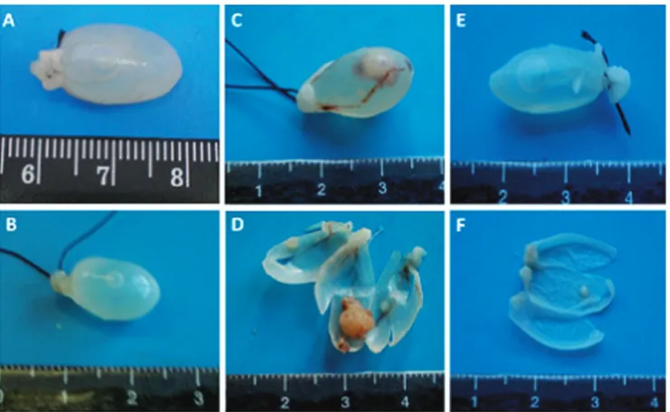 FIG. 1.  Macroscopic evaluation at the end of the 20 week-protocol: Bladders from control group 1 ( A ) and control group 2 ( B ) showed no macroscopic signs of tumour