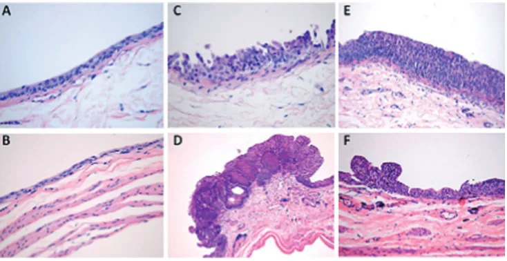FIG. 3. Serum markers of proliferation and inflammation: aaa, P  <  0.001 vs control group; bb, P  <  0.01 vs  group 3