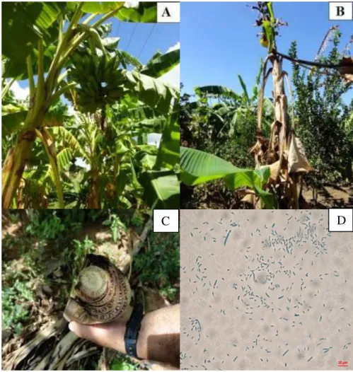 Figura 1. Bananeira (Musa spp.) sadia (A), com sintomas externos (B) e internos (C) do  mal do Panamá