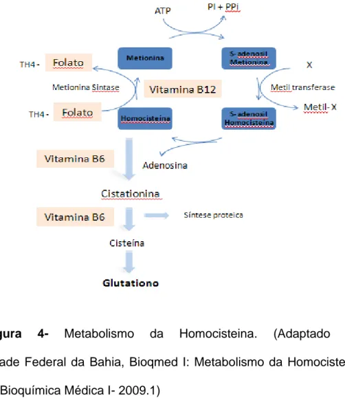 Figura  4-  Metabolismo  da  Homocisteina.  (Adaptado  de: 