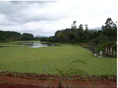 Figura 2.3 – Vista da lagoa de abastecimento d’água coberta por alface d’água  Fonte: Vista macrófitas na lagoa de abastecimento d’água da Vale Fertilizantes, 2010 