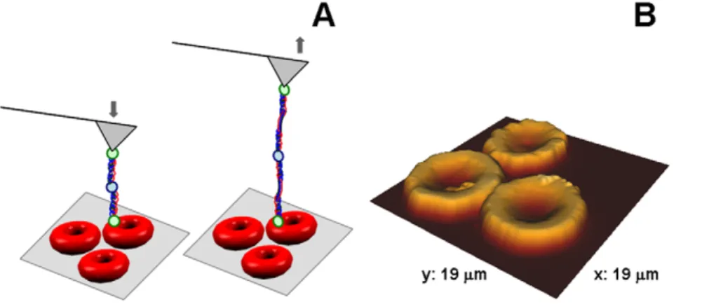 Figure 1. Force Spectroscopy technique at an Atomic Force Microscope. (A) Schematic representation of the erythrocytes deposited on a poly-L-lysine-coated glass slide and an AFM tip chemically functionalized with fibrinogen molecule(s)