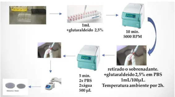 Figura 14 – Esquema do protocolo sem lavagens hidroalcoólicas 