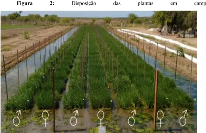 Figura  2:  Disposição  das  plantas  em  campo.