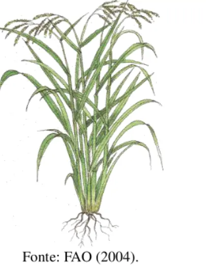 Figura 2 – Fases fenológicas da planta de arroz 