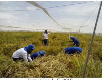 Figura 17 – Provador de arroz - BASF, Limoeiro do Norte/CE 