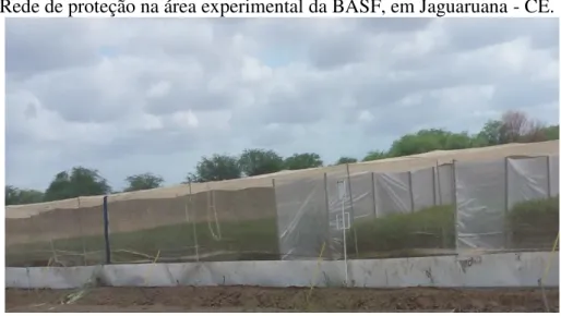 Figura 3 - Rede de proteção na área experimental da BASF, em Jaguaruana - CE. 