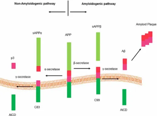 Figure 1. Amyloid precursor protein (APP) processing pathways (Graphic adapted from Zhao et al., 2016)