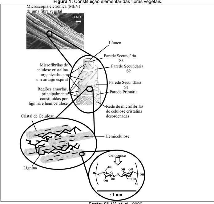 Figura 1: Constituição elementar das fibras vegetais. 