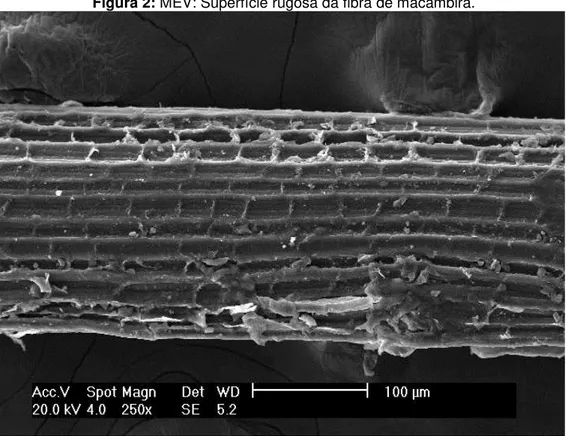 Figura 3: MEV: Microfibrilas ao longo da fibra de macambira. 