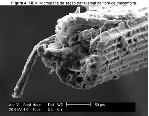 Figura 4: MEV: Micrografia da seção transversal da fibra de macambira. 