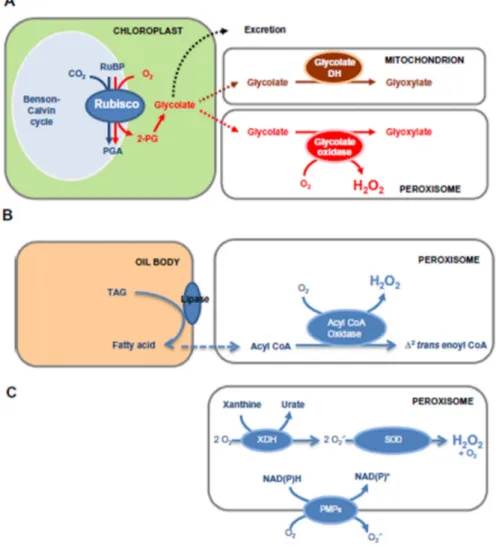 Figure 1. Some of the principal pathways of H 2 O 2  production in plant peroxisomes. For discussion of  other reactions, see text