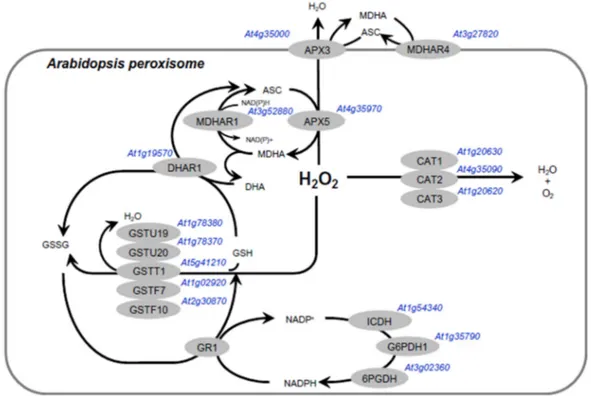 Figure 2. Known and possible major peroxisomal enzymes involved in H 2 O 2  metabolism in plants