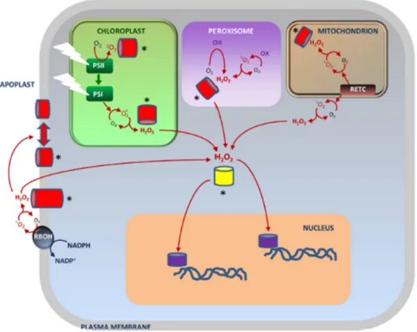 Figure 3. Integration of multiple pathways of ROS signaling in plant cells. The most stable ROS, H 2 O 2 ,  can  move  from  the  compartments  in  which  it  is  mainly  produced  to  alter  cytosolic  and  nuclear  redox  states,  which  can  be  perceiv