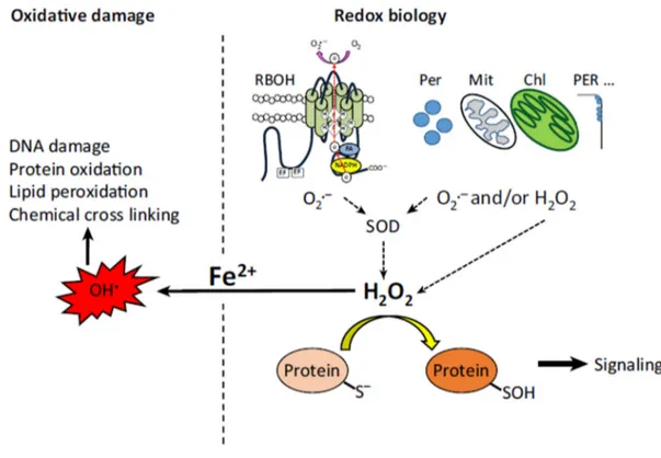 Figure  5.  ROS  and  Redox  Biology.  ROS  produced  by  respiratory  burst  oxidase  homologs  (RBOHs),  peroxisomes (Per), mitochondria (Mit), chloroplasts (Chl), and cell wall bound peroxidases (PER) result  in the accumulation of H2O2 that mediates th