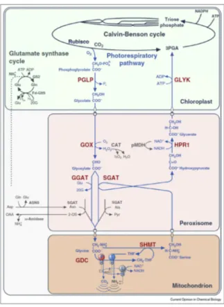 Figure 6. The photorespiratory pathway and its interconnection with photosynthetic Calvin–Benson cycle  and  NH3  assimilation  in  higher  plants