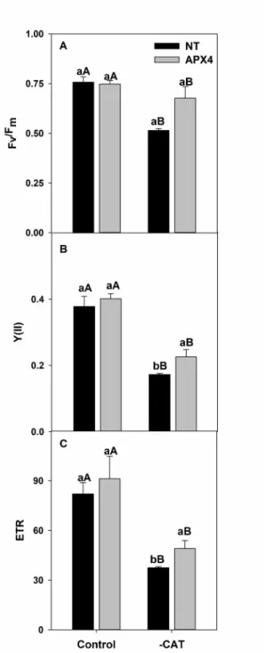 Figure  4.  Changes in (A) Electron transport rate  (ETR),  (B) maximum efficiency of  PSII  and (C)  maximum  efficiency of PSII (F v /F m ) in leaves non-transformed (NT) and RNAiOsAPX4 rice plants exposed 10 mM AT  (-CAT) and control