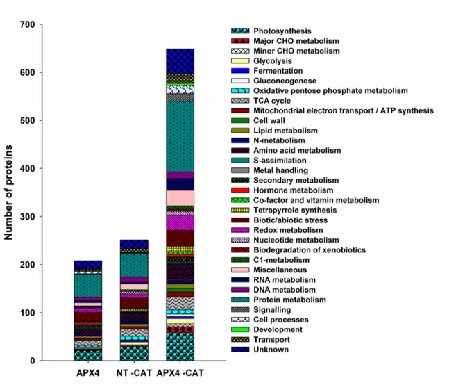 Figure 5. Functional classification of proteins with increased abundance. The amount of each protein in leaves  of RNAiOsAPX4 under normal growth condition and in NT and RNAiOsAPX4 plants exposed to 10 mM AT  (-CAT) were all compared to the respective prot