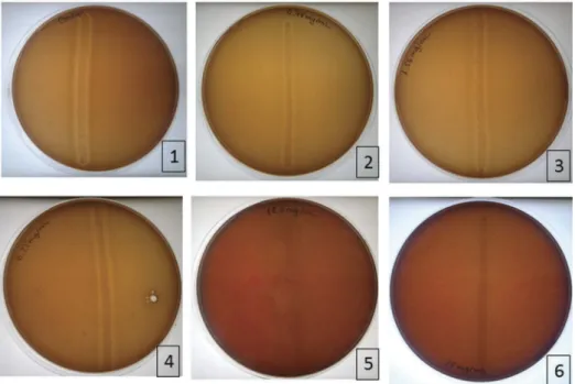 Figure 1. Results of MIC determination in blood agar. 1. Positive control; 2. Plate with 0.78 mg/mL; 3