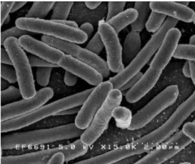 Figura 1. Imagem de microscopia eletrônica de varredura de Escherichia coli. 